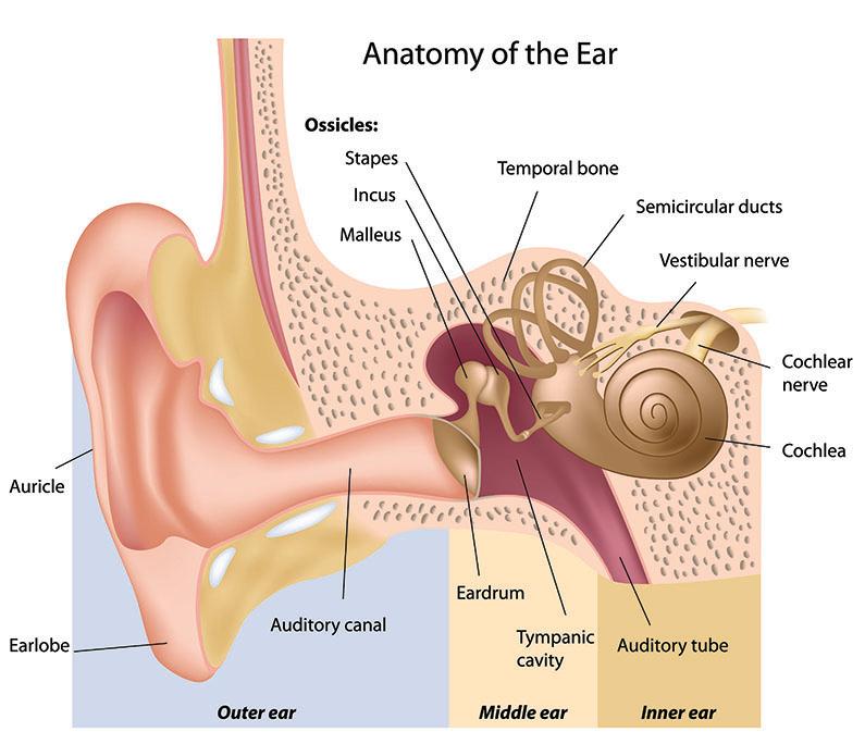 Different kinds of hearing loss. Modern Hearing Solutions of Wyoming.